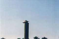 A pelican on a post; Size=240 pixels wide
