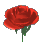 Rose, Small