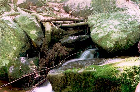 Woodland Stream 1