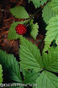 Red Raspberry Link to www.HerNativeRoots.com
