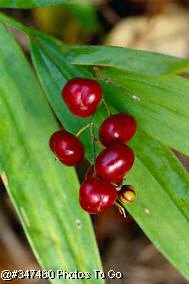 Berries and leaves