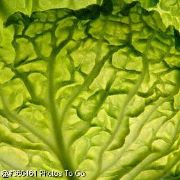 Lettuce leaf