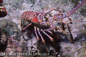 Spiny lobster