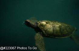 Cayman turtle farm