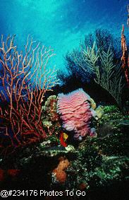 Azure vase sponge & reef