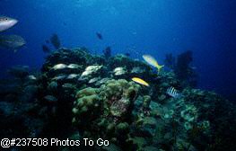 Coral reef scenic