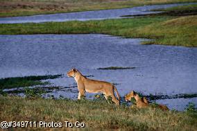 Lions
