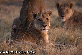Lions
