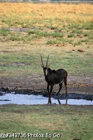 Sable antelope