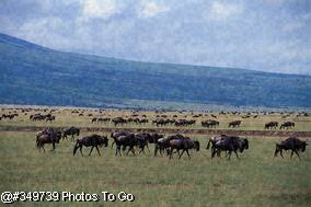 Wildebeest