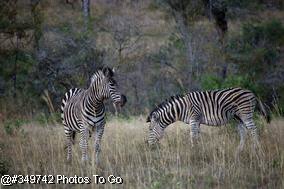 Zebra