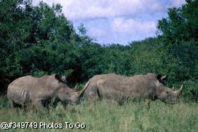 White Rhinoceros