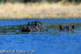 Hippo