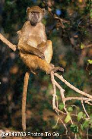 Baboon