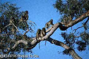 Baboon