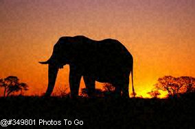 Elephants