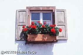 Window w/flowers
