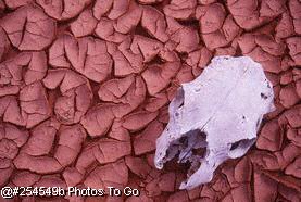 Cow skull in dried mud
