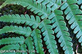 Fern