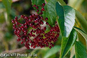 Berries and leaves