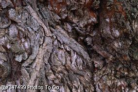 Willow bark