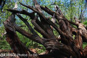 Bonsai Clubs