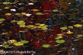 Lily pads