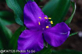 Purple flower