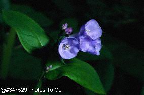 Virginia bluebells