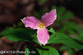 Painted trillium