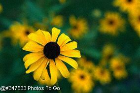 Black-eyed Susan