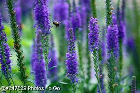 Bumble bee in flight