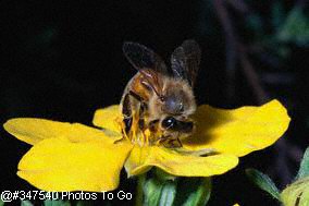 Honeybee