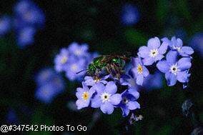 Virescent green metallic bee