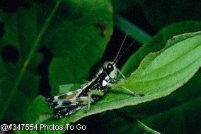 Grasshopper