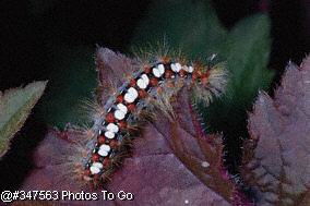 Caterpillar