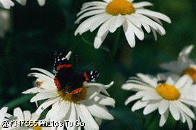 Red Admiral on Shasta daisy