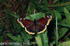 Mouring cloak