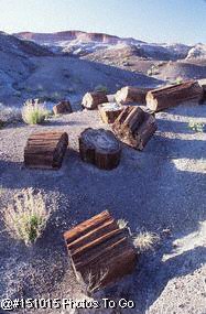 Petrified trees