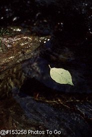 Leaves in stream