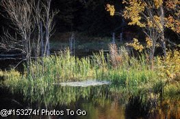 Fall foliage & pond