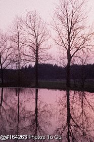 Pond reflecting trees without leaves Pond reflecting trees without leaves