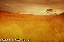 Fall, tress in field