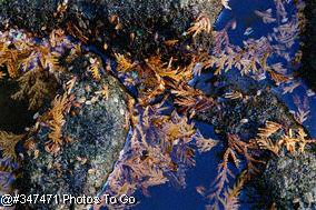 Rocks and water w/ fallen leaves
