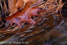 Oak leaf in stream