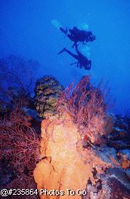 Divers above orange elephant ear