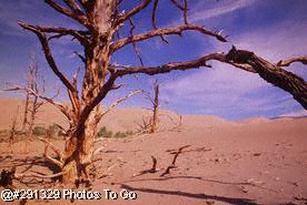 Tree, Great Sand Dunes NM, CO