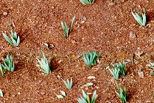 Plants 1