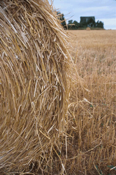 register.com/lib2/category1/agriculture0009.gif