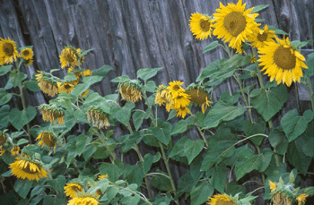 register.com/lib2/category1/agriculture0013.gif